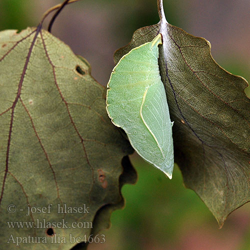 Мінливець малий Apatura ilia Lesser Purple Emperor Petit