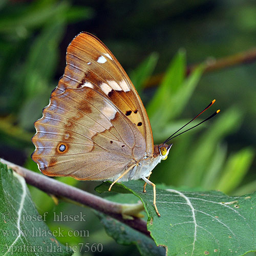 Lesser Purple Emperor Petit Mars Kis szinjátszólepke