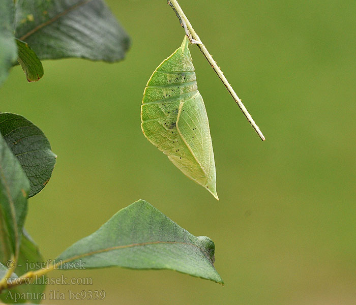 Apatura ilia Lesser Purple Emperor Petit Mars