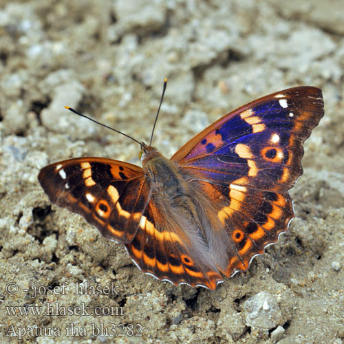 Apatura minore コムラサキ Puošnioji vaiva