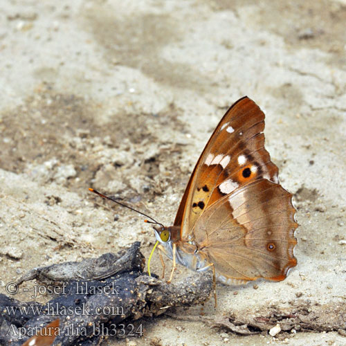 Lesser Purple Emperor Petit Mars Kis