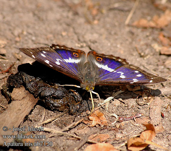 Apatura ириса Apatura iris Purple Emperor