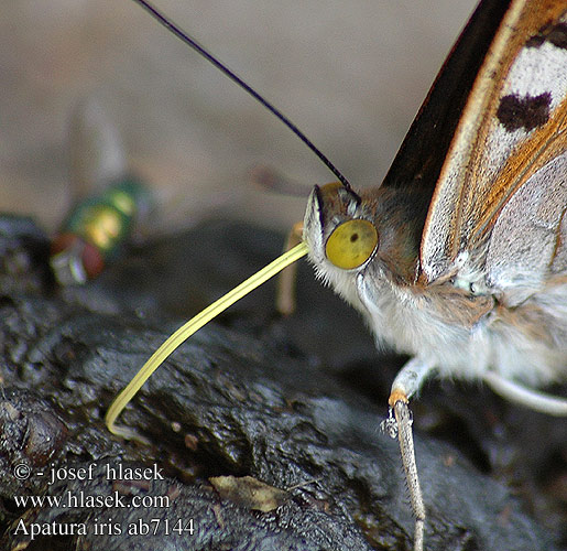 Purple Emperor Häiveperhonen Grand Mars