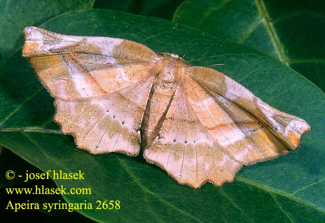 Apeira syringaria Lilac Beauty Geißblatt-Buntspanner Fliederspanner