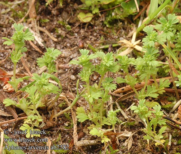 Aphanes australis Slender Parsley-piert Dvergmarikåpe