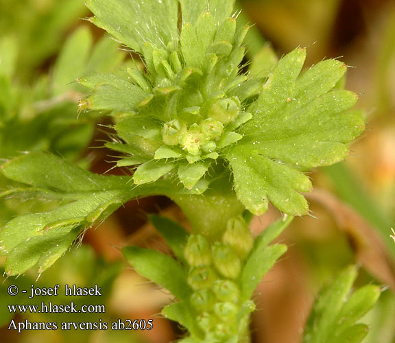 Aphanes australis Småfruktig jungfrukam Alchemilla microcarpa