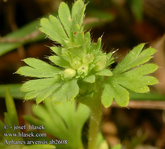 Aphanes australis Alchemilla microcarpa Slender Parsley-piert