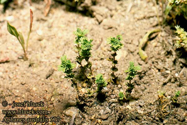 Aphanes australis Slender Parsley-piert Dvergmarikape