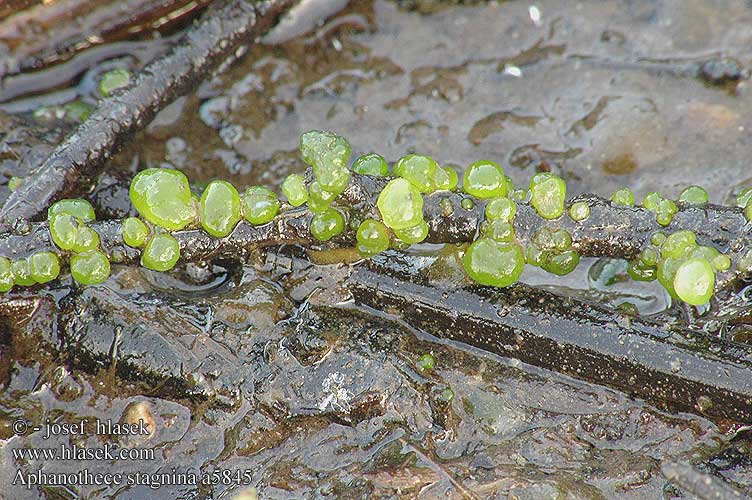 Aphanothece stagnina Blue-green algae Афанотеце прудовая