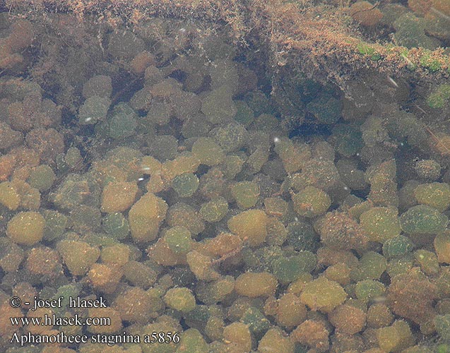 Aphanothece stagnina Афанотеце прудовая Blue-green algae