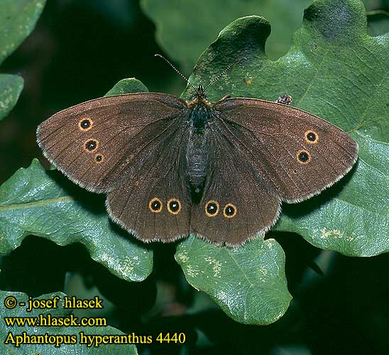 Aphantopus hyperanthus Schornsteinfeger Brauner Waldvogel