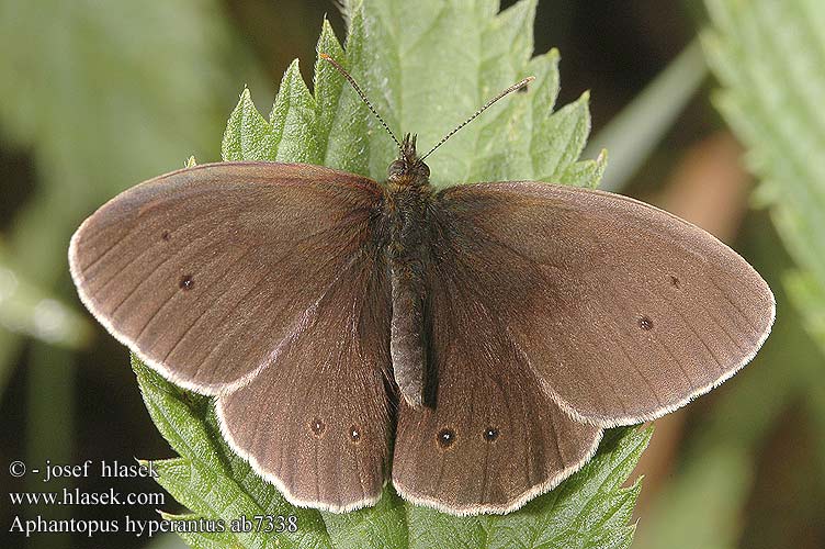 Okáč prosíčkový Ringlet butterfly Engrandøje Tesmaperhonen