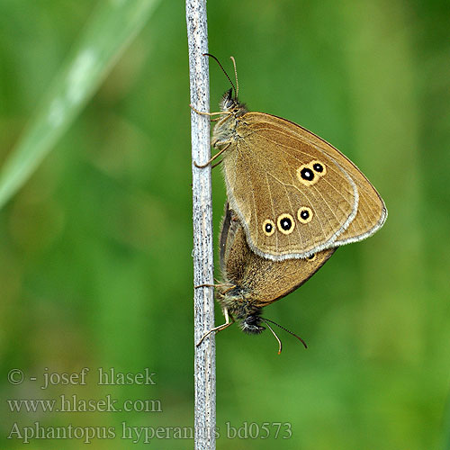 Okáč prosíčkový Ringlet butterfly Engrandøje Tesmaperhonen