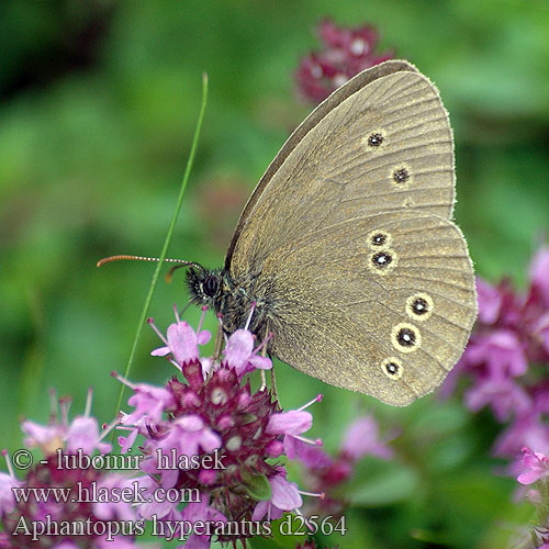 Ringlet butterfly Engrandøje Tesmaperhonen Tristan Koevinkje