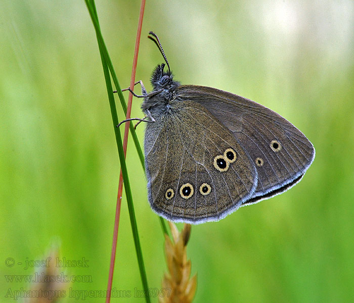 Schornsteinfeger Brauner Waldvogel Aphantopus hyperanthus