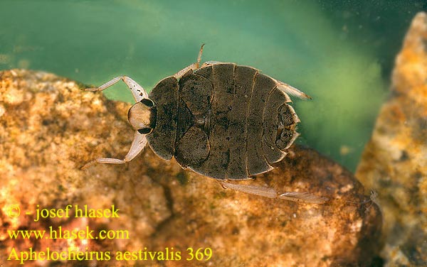 Aphelocheirus aestivalis 369