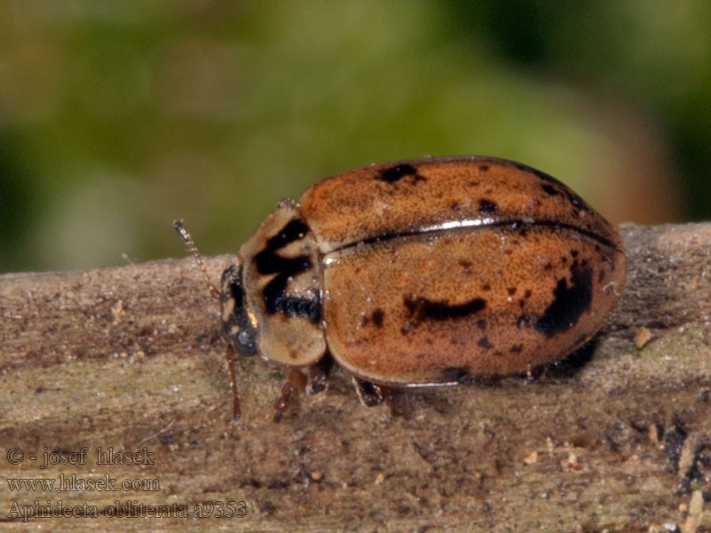 Slunéčko lesní Aphidecta obliterata Larch Ladybird Bruin lieveheersbeestje