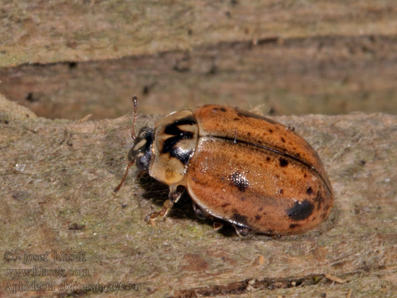 Aphidecta obliterata épicéa Nadelbaum-Marienkäfer Gebirgs-Marienkäfer