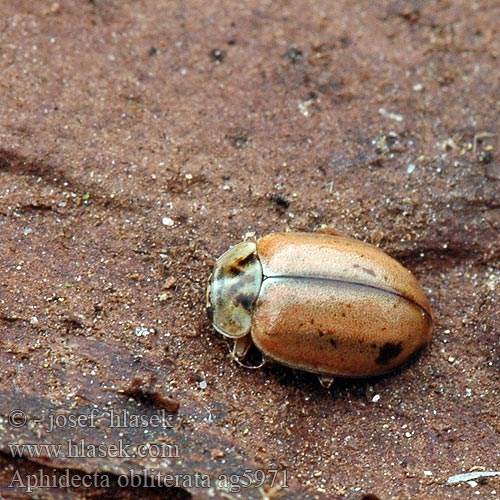 Aphidecta obliterata Larch Ladybird Slunéčko lesní