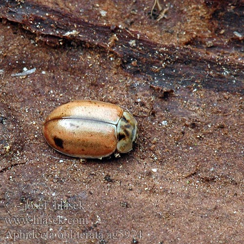 Coccinelle brune épicéa Nadelbaum-Marienkäfer