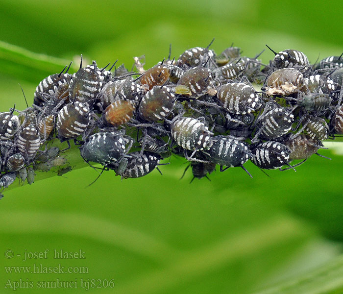 Elder Aphid Тля бузинная Voška bazy čiernej