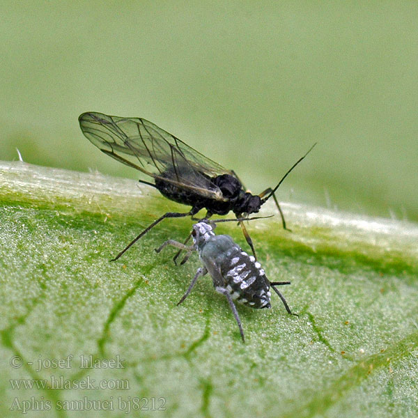 Holunderblattlaus Aide sambuco Puceron sureau Hyldebladlus