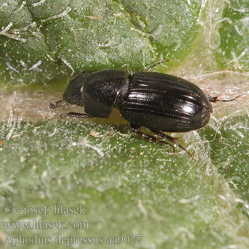 Aphodius depressus aa9027