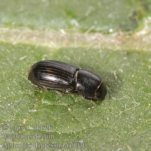 Aphodius depressus aa9030