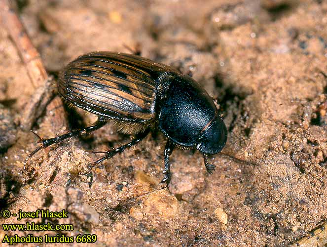 Aphodius luridus 6689