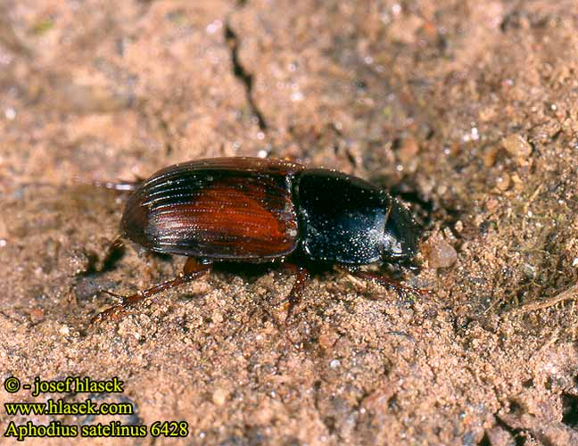 Aphodius satelitius 6428