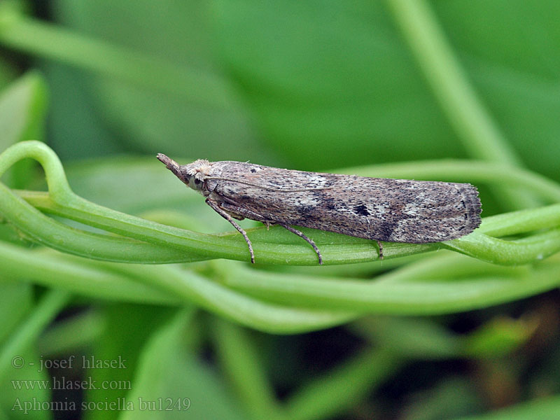 Aphomia sociella Hummelnestmotte Bee Moth