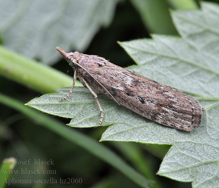 Hummelnestmotte Aphomia sociella