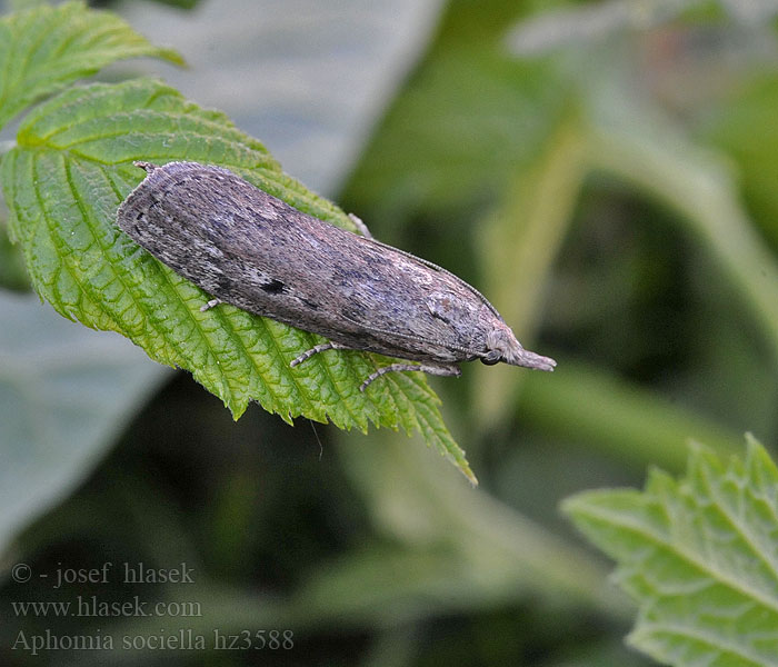 Bee Moth Aphomia sociella