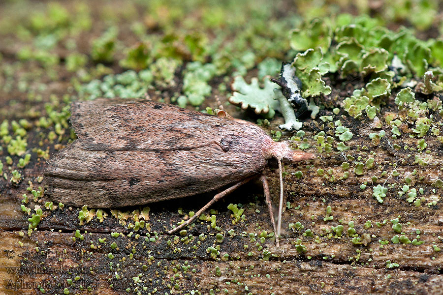 Zavíječ cizopasný Hummelnestmotte Bee Moth Aphomia sociella