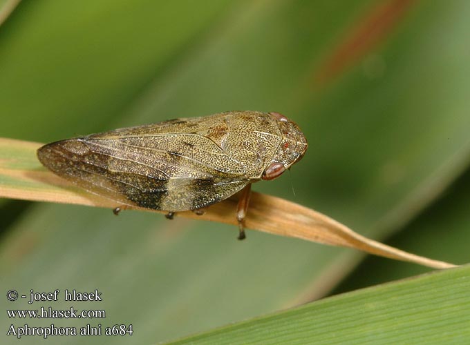 Aphrophora alni a684