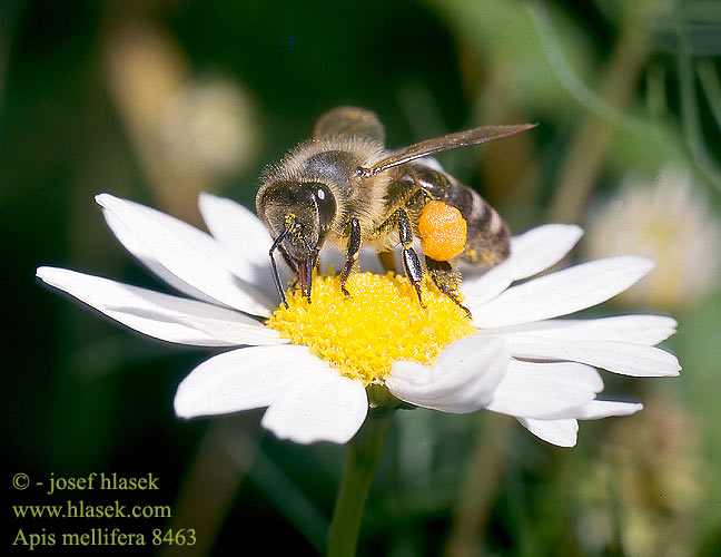 Apis mellifera Honey bees bee Honningbi Mehiläinen mehiläisten