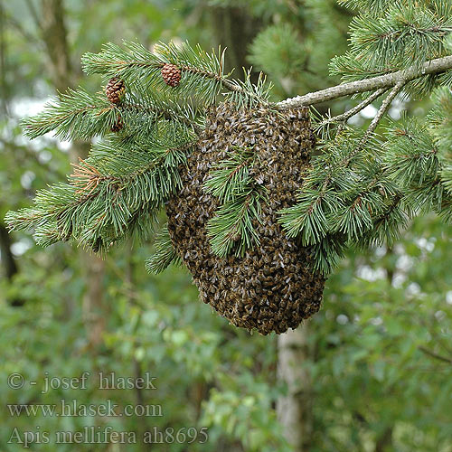 Apis mellifera Abeille domestique Honingbijen Honingbij