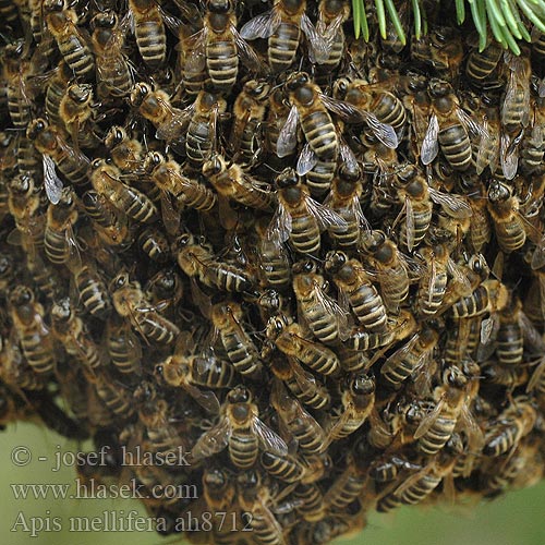 Apis mellifera Bitė Ligustica Ape Mézelõ méh