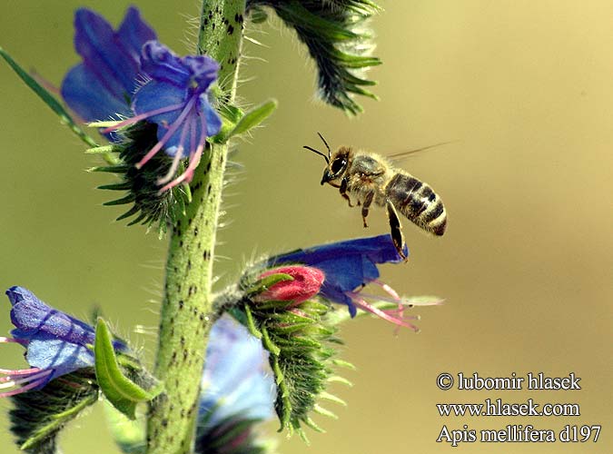 Apis mellifera Westliche Honigbiene Europäische Pszczoła miodna