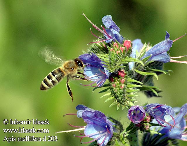 Apis mellifera 王浆高产蜜蜂 Bal arısı Abeja europea