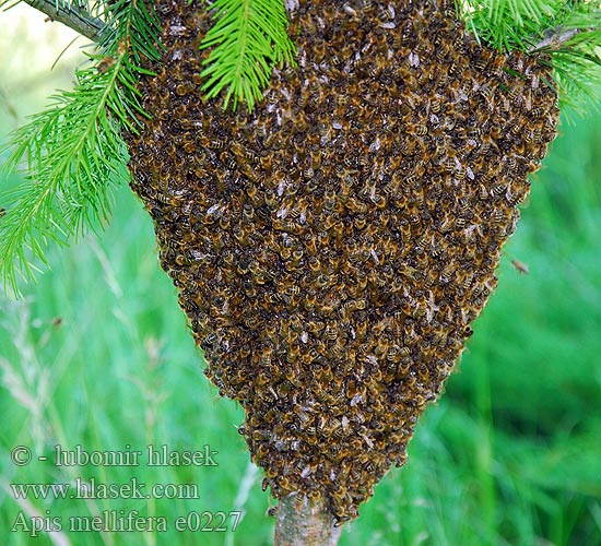 Apis mellifera Kranjska čebela Ong mật Medonosna pčela