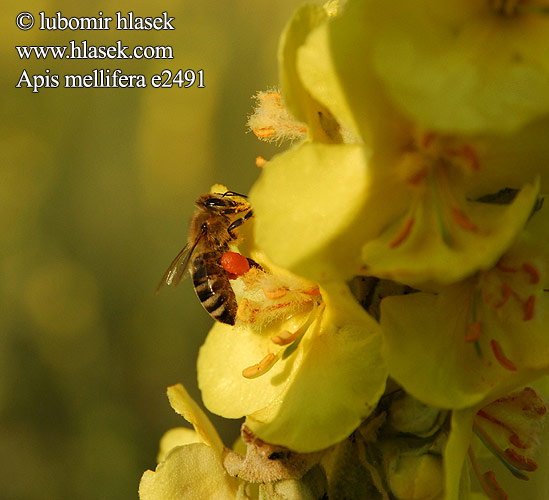 Apis mellifera セイヨウミツバチ דבורת הדבש