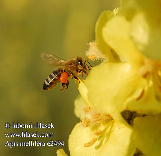 Apis mellifera медоносната пчела