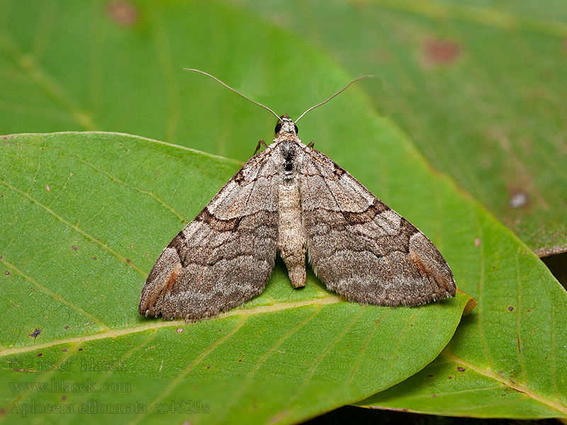 Aplocera efformata Píďalka písčinná Sandheiden-Johanniskrautspanner