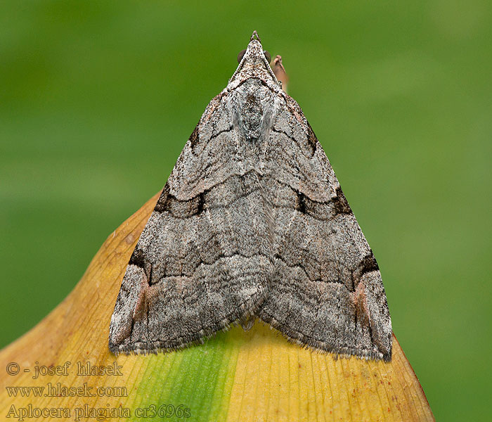 Aplocera plagiata