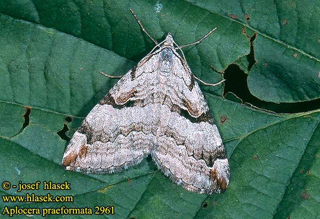 Aplocera praeformata Großer Hartheu-Grauspanner