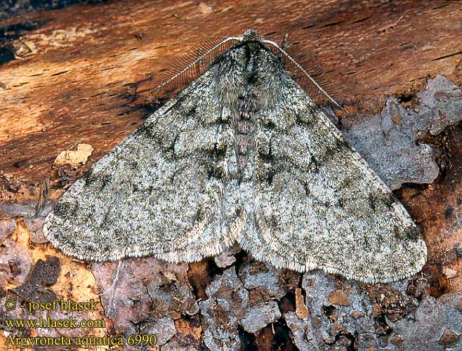 Schneespanner Pale Brindled Beauty Piadivka hrušková