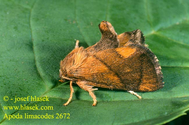 Apoda limacodes Festoon Große Schildmotte slimákovec dubový