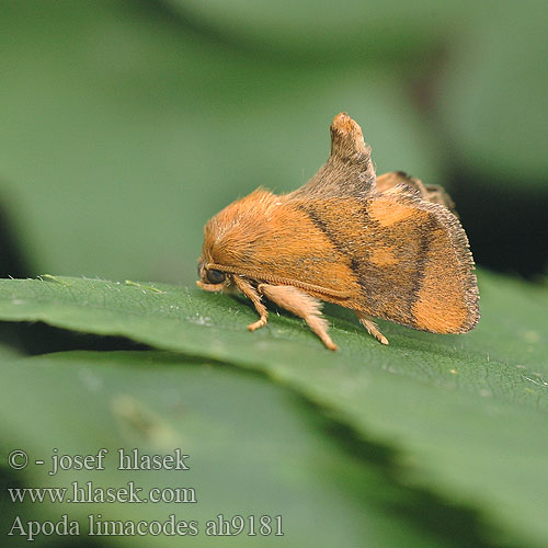 Слизневидка Бабочка-мокрица Apoda limacodes