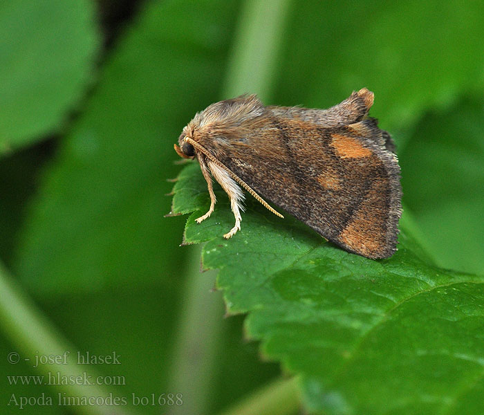 Apoda limacodes Festoon Große Schildmotte slimákovec dubový